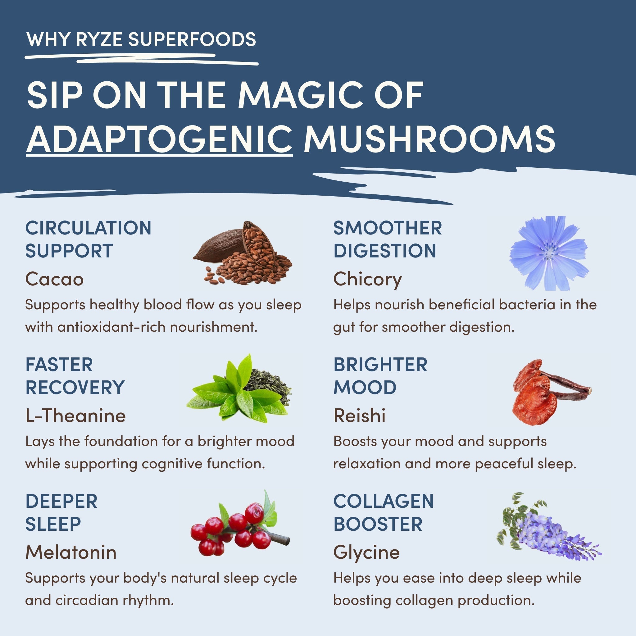 Mushroom Hot Cocoa (20 servings) Q8
